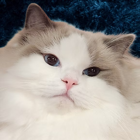 RW QGCA Blueberry Muffin aka "Prince",   Blue Bicolor   Ragdoll kitten at Kitten Around Ragdolls in Orangevale, California.