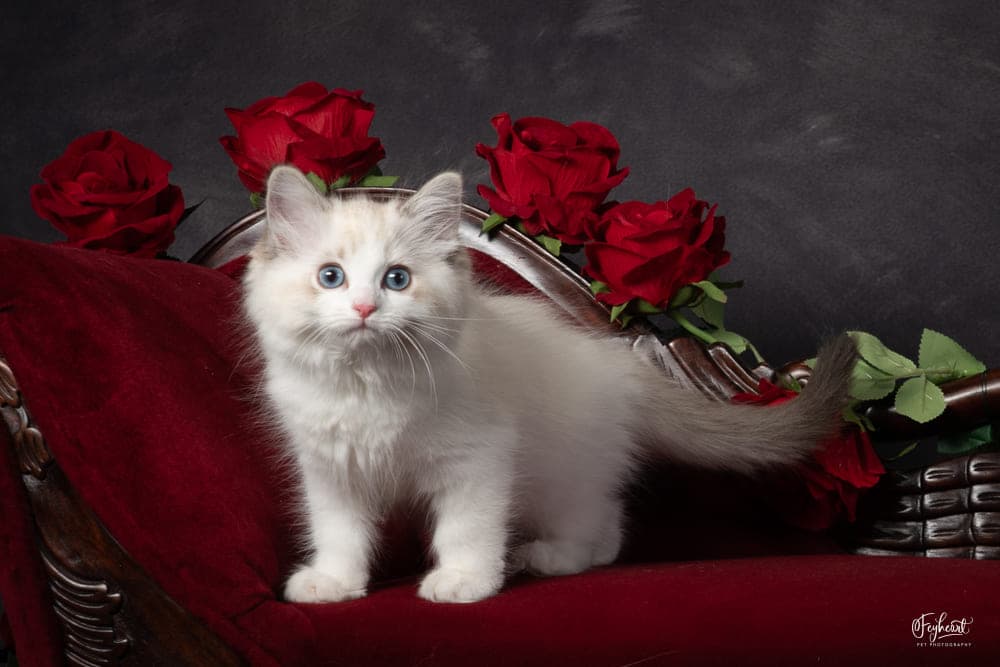 MELEYS  , Seal Lynx Bicolor Ragdoll kitten at Kitten Around Ragdolls in Orangevale, California.