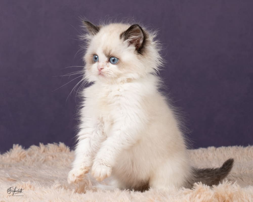 Kikyo   , Seal Point Bicolor Ragdoll kitten at Kitten Around Ragdolls in Orangevale, California.