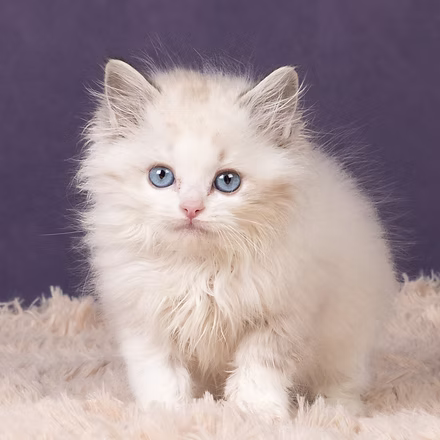 Shippo  , Seal Lynx Point Bicolor Ragdoll kitten at Kitten Around Ragdolls in Orangevale, California.