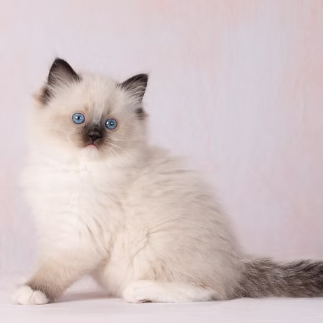 MISO,   Seal Point Mitted Ragdoll kitten at Kitten Around Ragdolls in Orangevale, California.