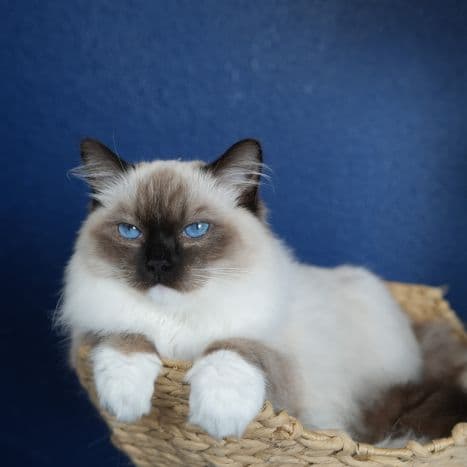 Secret Bear , Seal Mitted  Ragdoll kitten at Kitten Around Ragdolls in Orangevale, California.