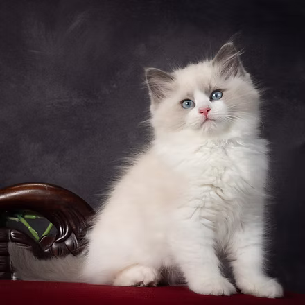 SUNFYRE,   Blue Bicolor  Ragdoll kitten at Kitten Around Ragdolls in Orangevale, California.