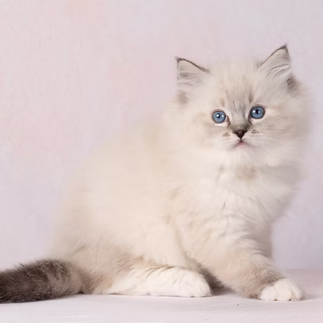 SUSHI , Seal Lynx Point Mitted Ragdoll kitten at Kitten Around Ragdolls in Orangevale, California.