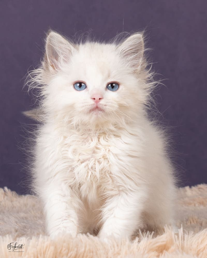 Kohaku , Blue Lynx Point Bicolor Ragdoll kitten at Kitten Around Ragdolls in Orangevale, California.