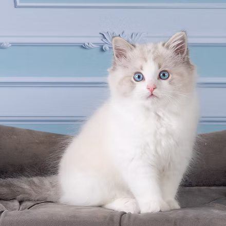 Towa, Seal Lynx Point Bicolor Ragdoll kitten at Kitten Around Ragdolls in Orangevale, California.