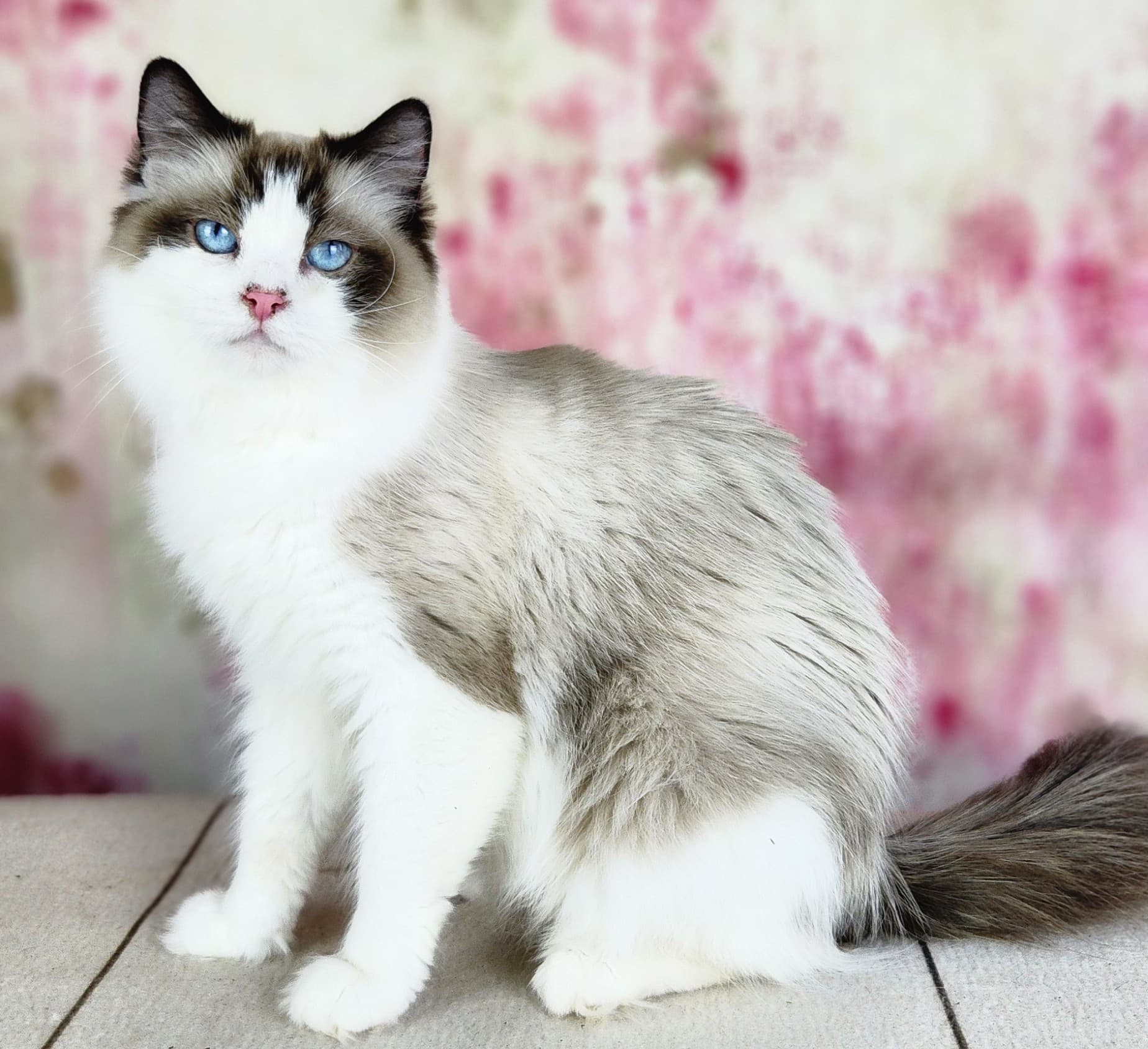 Retired Adult - Cajunragdolls Calla Lily, Seal Bicolor Ragdoll kitten at Kitten Around Ragdolls in Orangevale, California.
