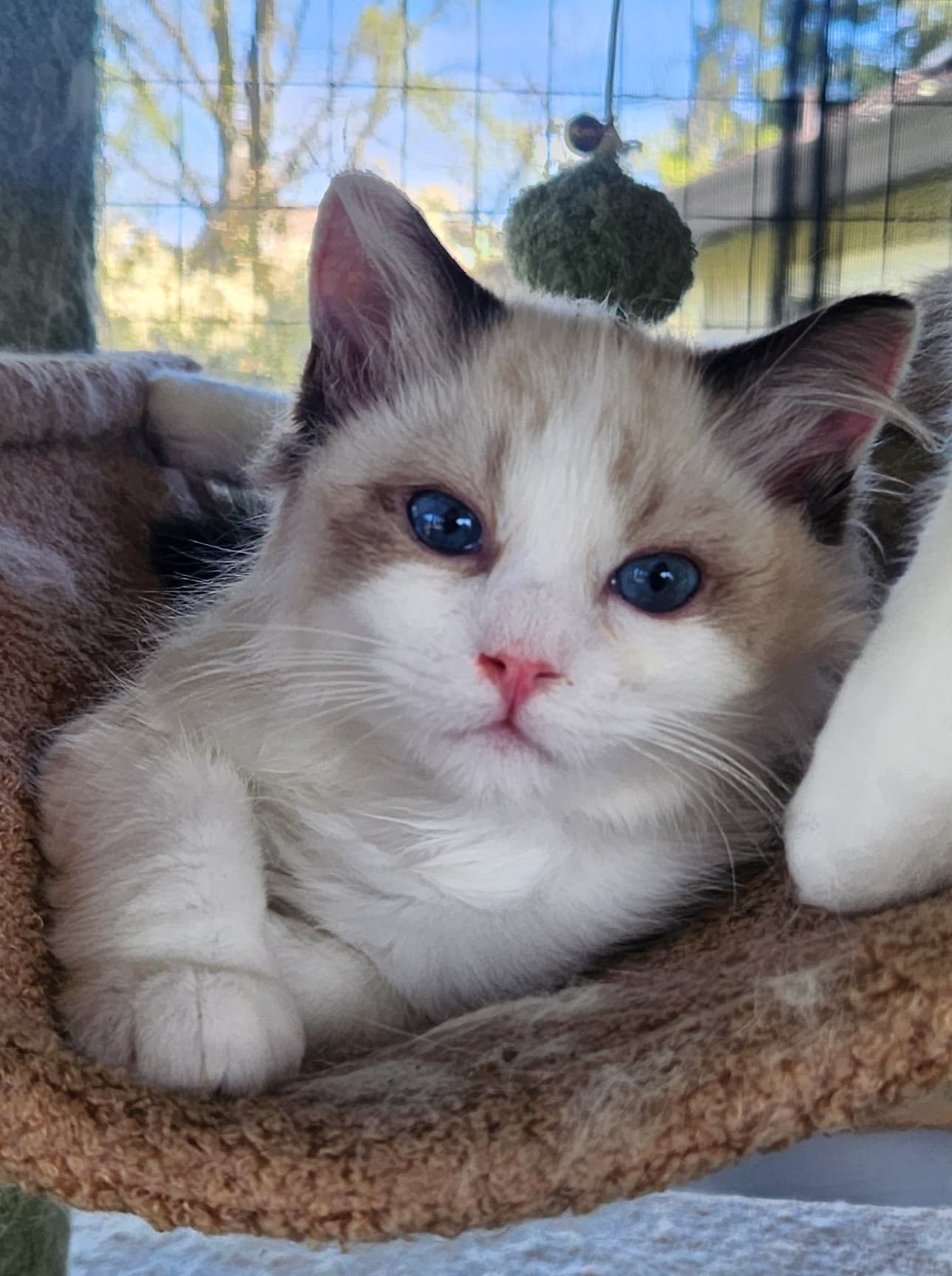Keroppi , Seal Bicolor Ragdoll kitten at Kitten Around Ragdolls in Orangevale, California.
