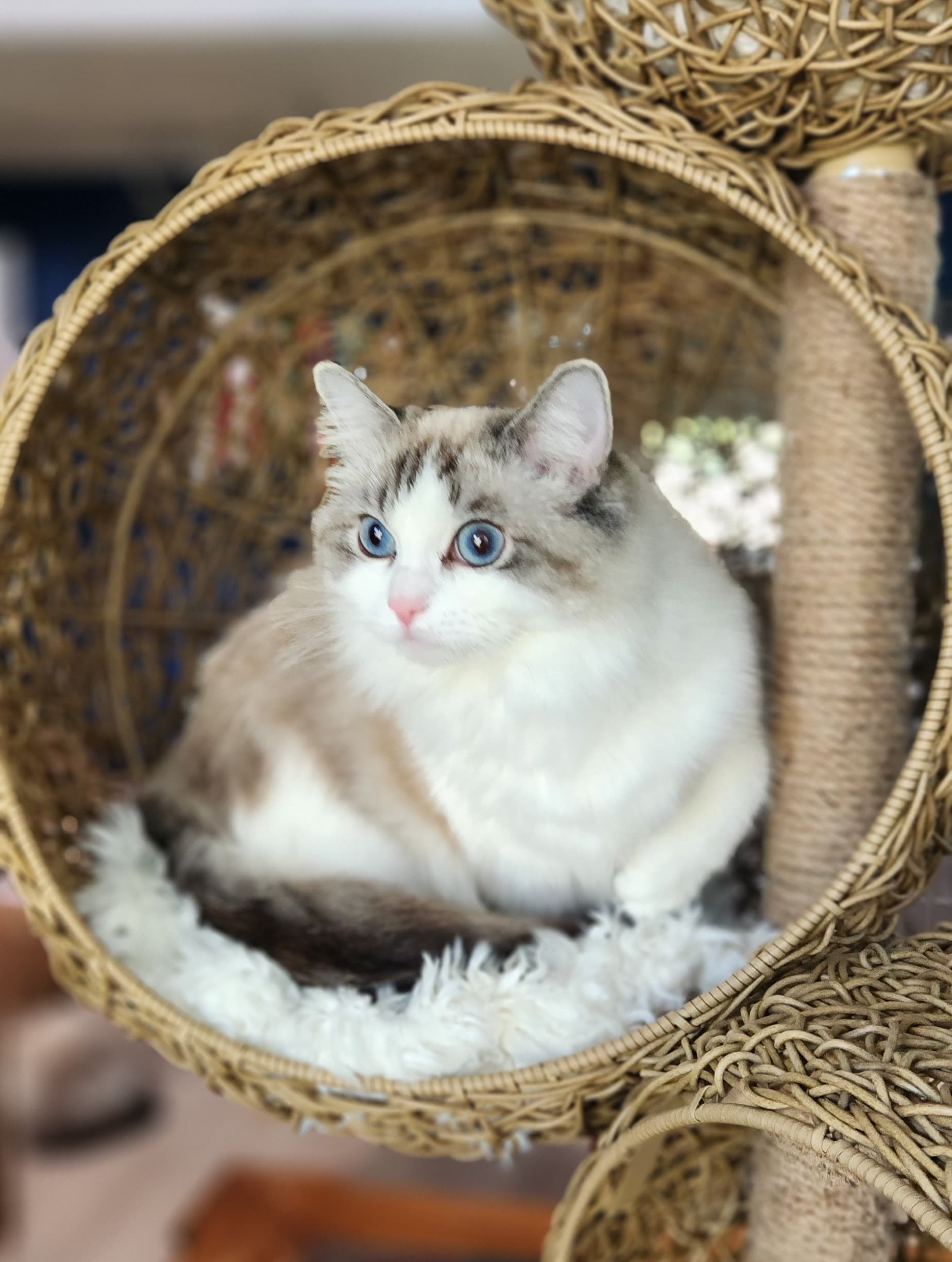 Lovey, Seal Lynx Bicolor Ragdoll kitten at Kitten Around Ragdolls in Orangevale, California.