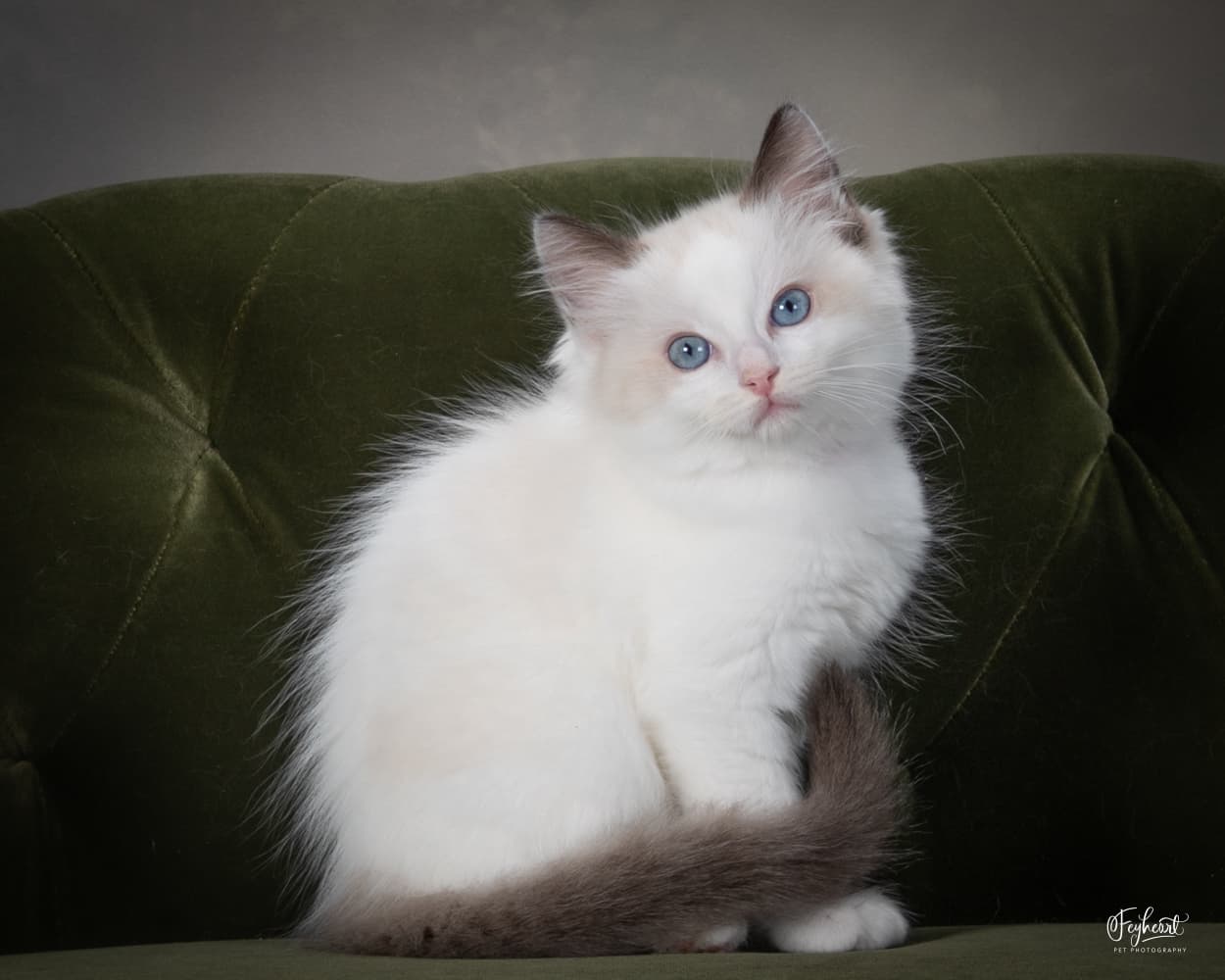 Aang, a Ragdoll kitten from a recent litter, now reserved