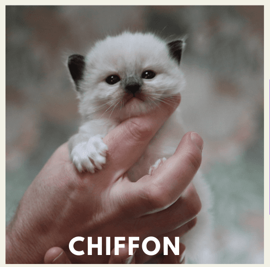 Chiffon, Seal Mitted Ragdoll kitten at Kitten Around Ragdolls in Orangevale, California.