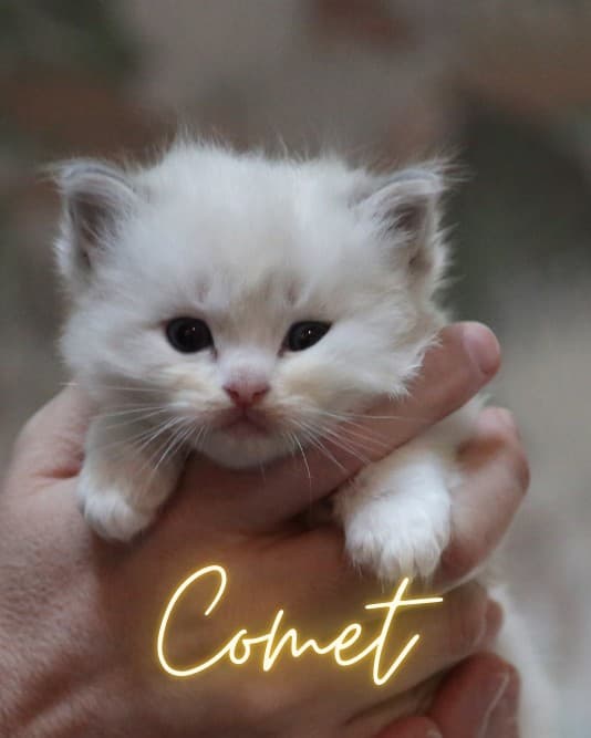 Comet , Blue Lynx Bicolor Ragdoll kitten at Kitten Around Ragdolls in Orangevale, California.