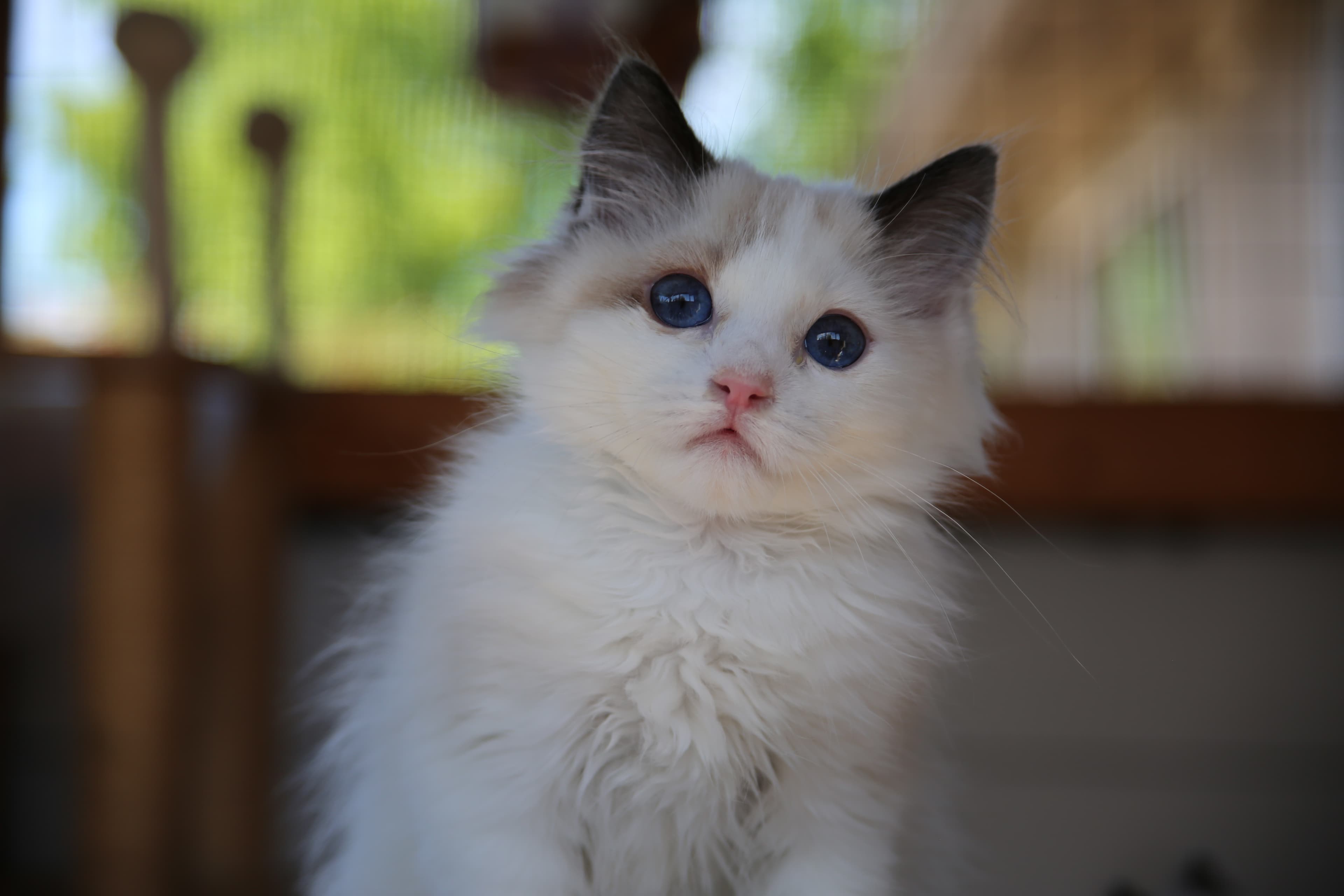Pompom , Seal Bicolor Ragdoll kitten at Kitten Around Ragdolls in Orangevale, California.