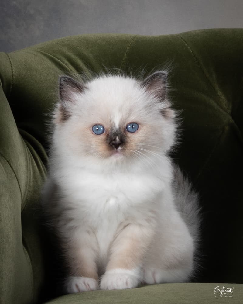 Jolene - Seal Mitted  female