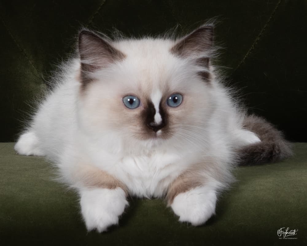 Suki - Seal Mitted  female