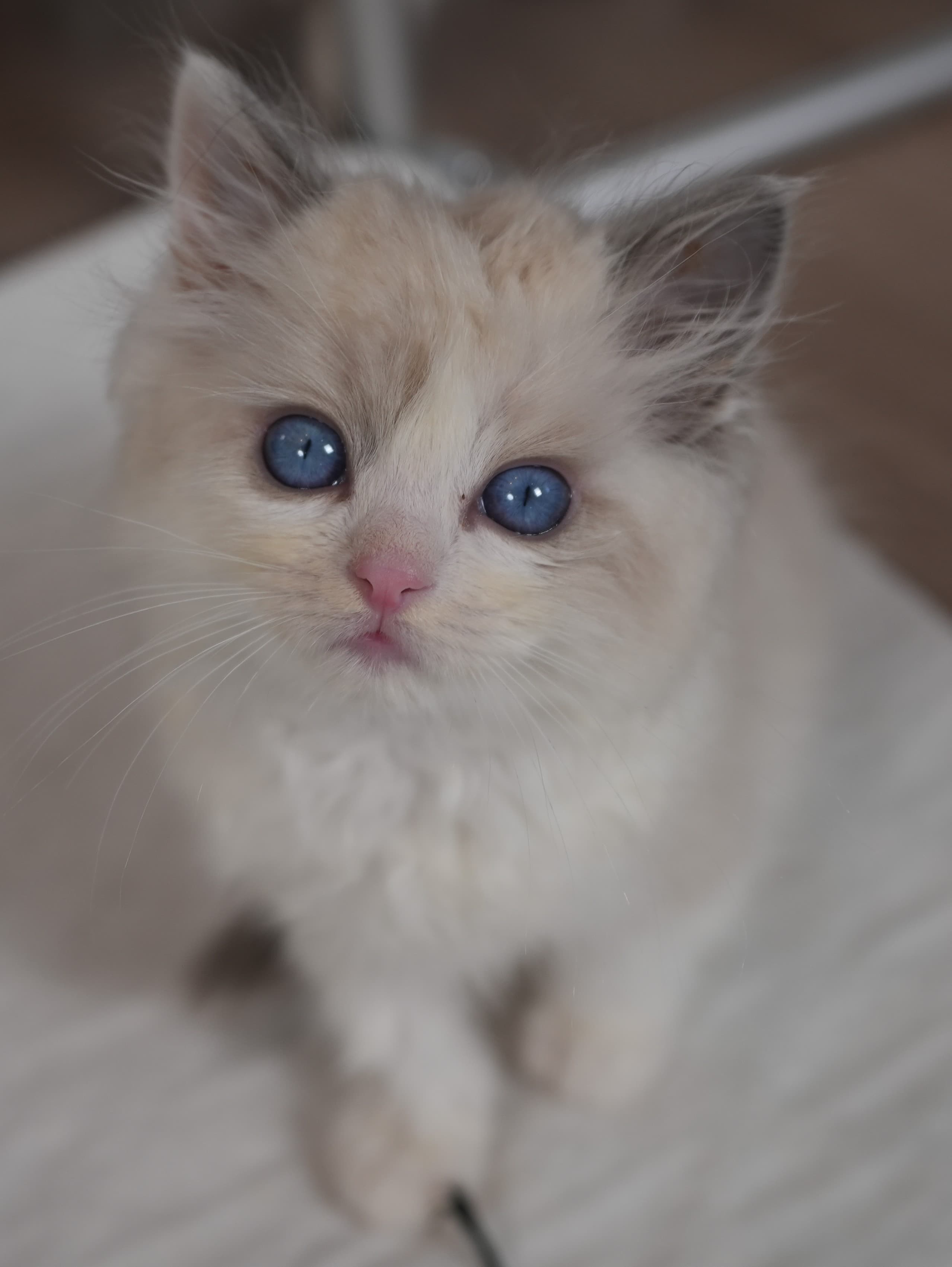 Flash, Blue Bicolor Ragdoll kitten at Kitten Around Ragdolls in Orangevale, California.