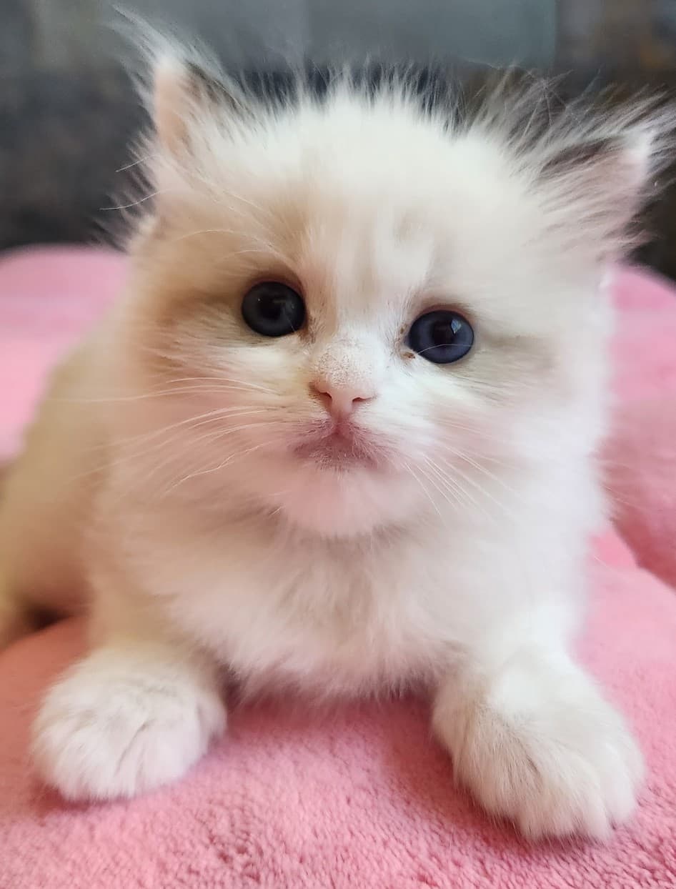 Nova, Seal Bicolor Ragdoll kitten at Kitten Around Ragdolls in Orangevale, California.