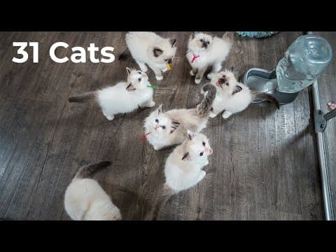 The Cat Butler's visit to Kitten Around Ragdolls