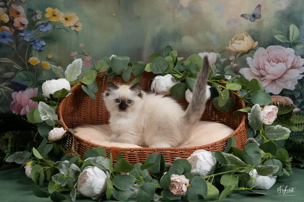 Blue-eyed Ragdoll kitten resting at Kitten Around Ragdolls in California