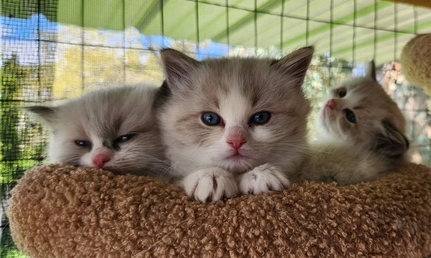 Ragdoll kitten playing at Kitten Around Ragdolls cattery in Sacramento, CA
