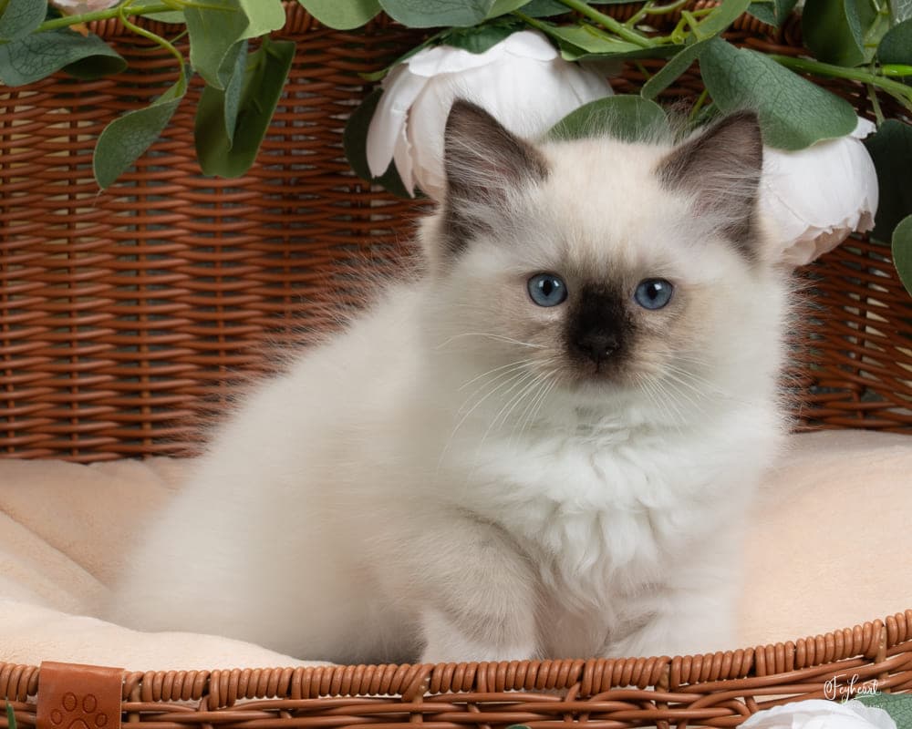 Ragdoll kitten playing at Kitten Around Ragdolls cattery in Sacramento, CA