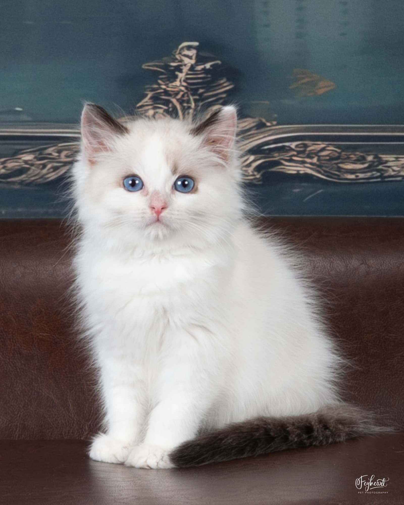 Blue-eyed Ragdoll kitten from a Kitten Around Ragdolls litter.
