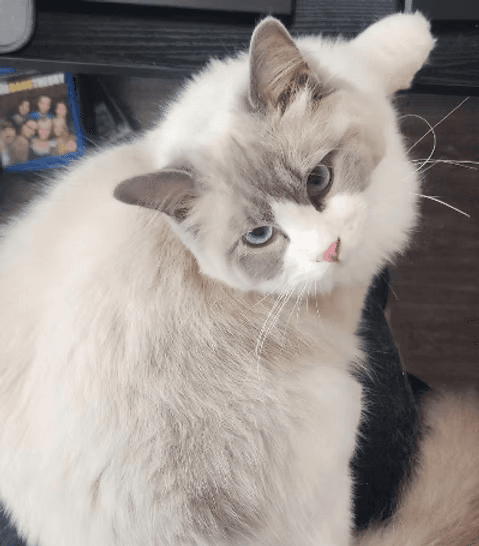 Kittenaround Applejack - Blue Bicolor