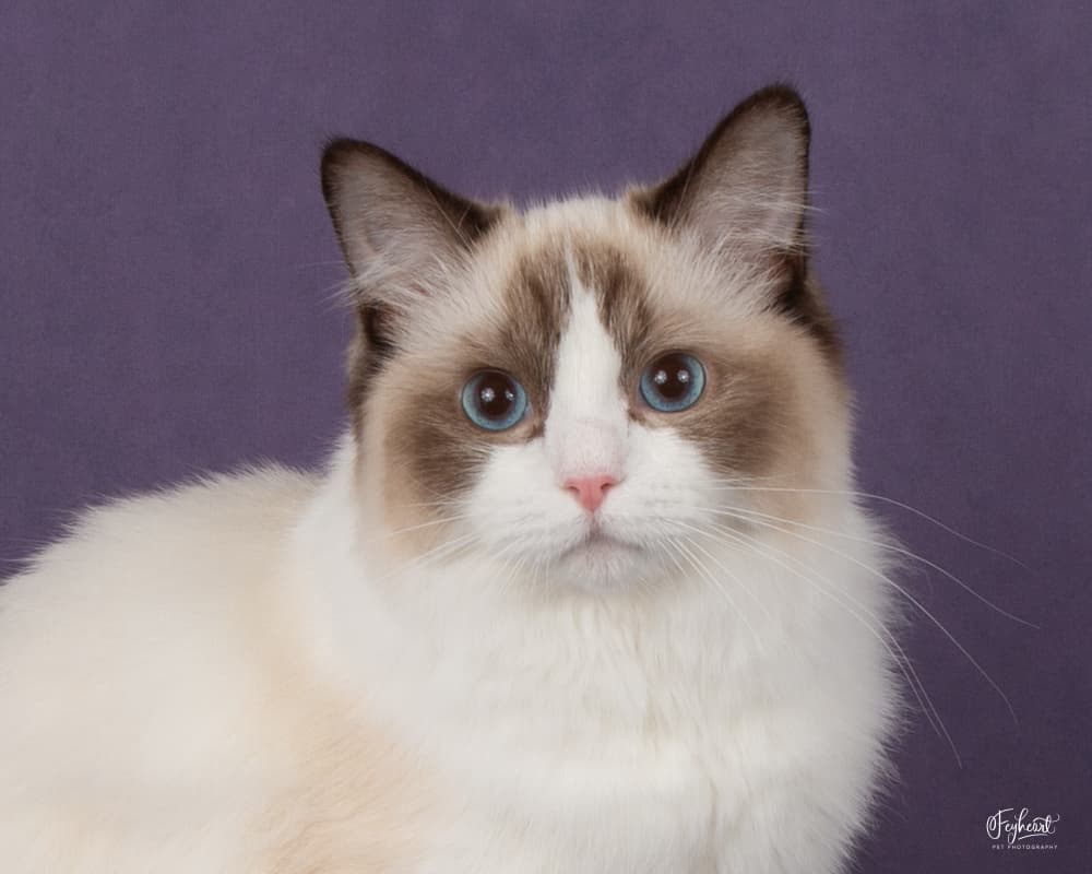 Paramountcy Dior of Kittenaround - Queen - Seal Point Bicolor Traditional