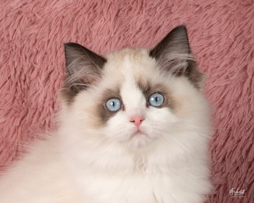 Kittenaround Black Dahlia "Dolly" - Seal Point Bicolor