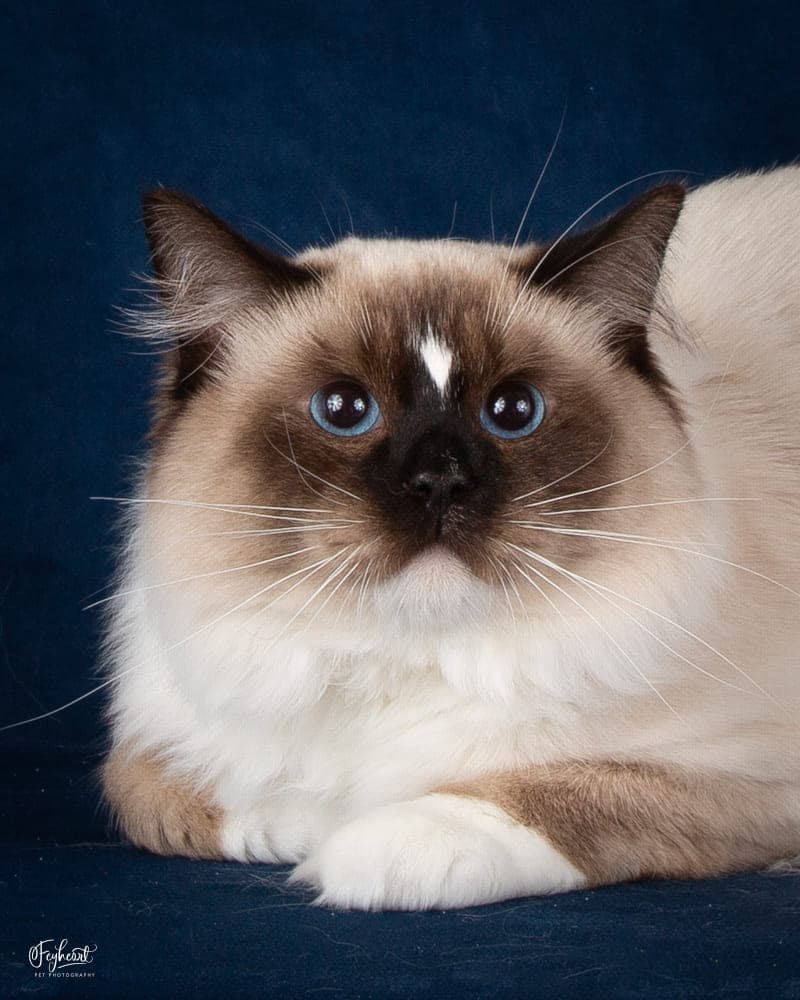 CH Familytimerags Goku of Kittenaround - King - Seal Point Mitted Traditional