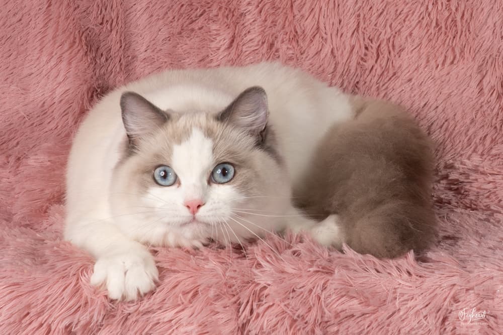 CH Kittenaround Kuromi - Queen - Blue Point Bicolor