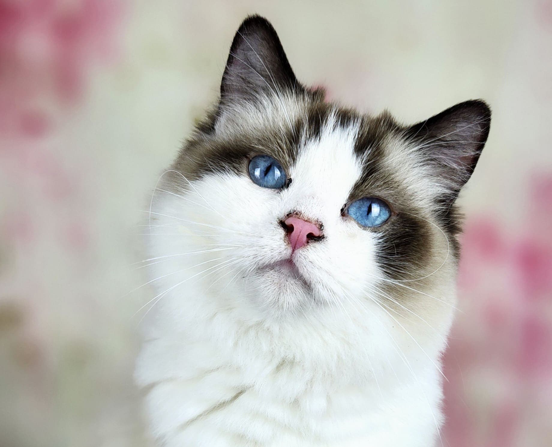 Cajunragdolls Calla Lily - Queen - Seal Point Bicolor