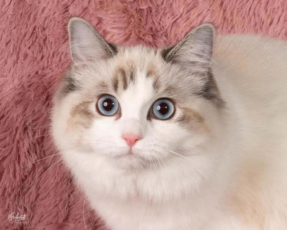 Kittenaround Meleys the Red Queen - Queen - Seal Lynx Point Bicolor