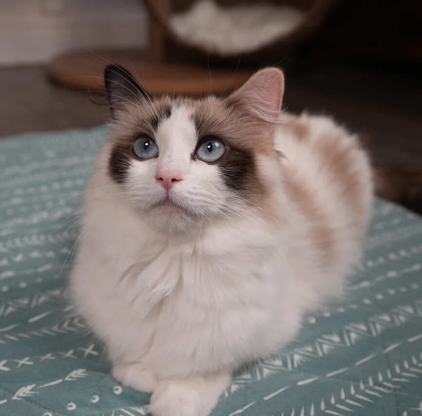 MyLuckyDay My Melody - Queen - Seal Tortie Point Bicolor