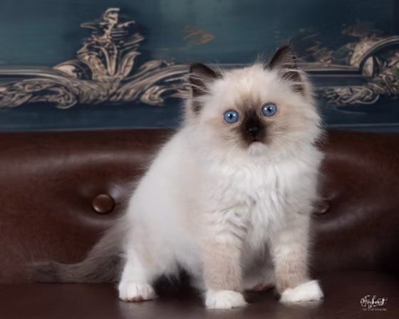 Kittenaround Secret Bear - Seal Mitted