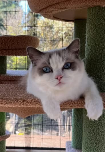 CH Kittenaround Strawberry Shortcake - Queen - Blue Point Bicolor