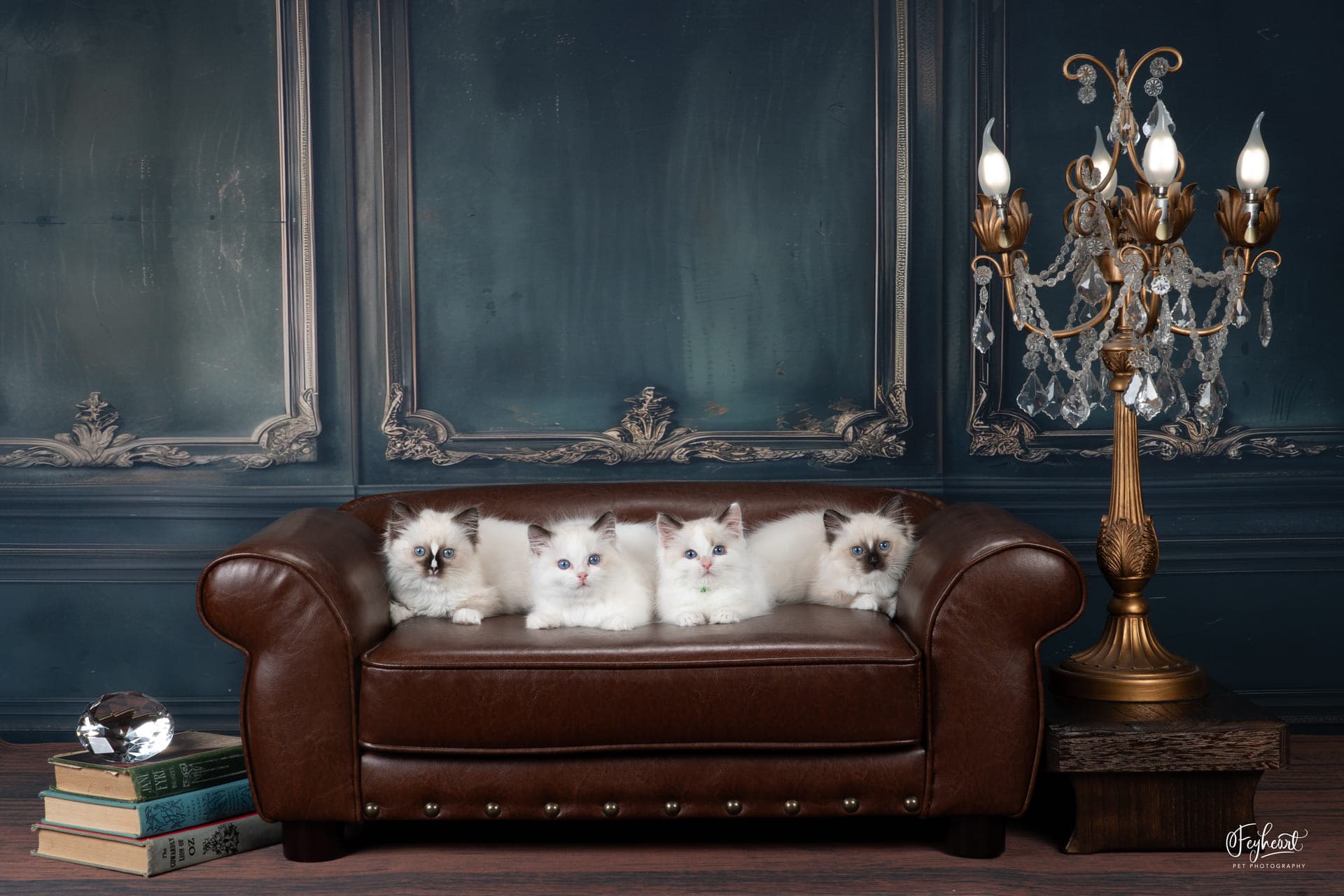 Ragdoll kittens at Kitten Around Ragdolls, Orangevale, California