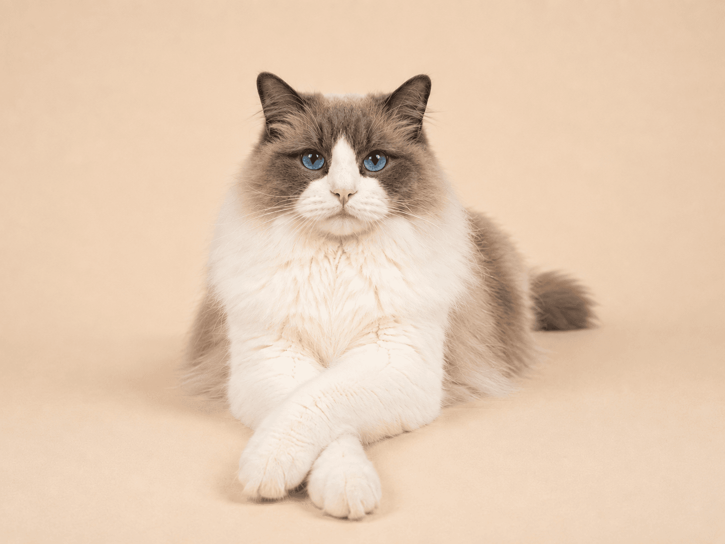 Kittenaround Applejack, a Blue Bicolor Ragdoll
