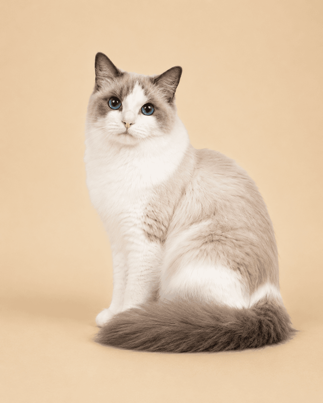 Familytimedolls Autumn Gold Leaves, a Blue Point Bicolor Ragdoll