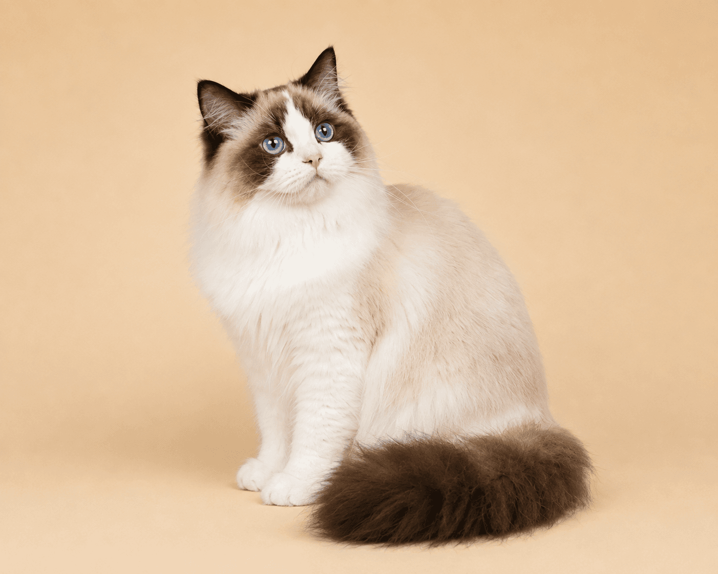 Kittenaround Black Dahlia "Dolly", a Seal Point Bicolor Ragdoll