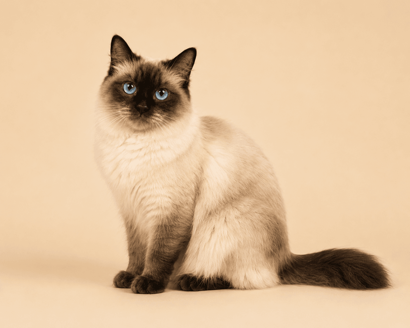 Hovicastle Loreen, a Seal Point Traditional Ragdoll