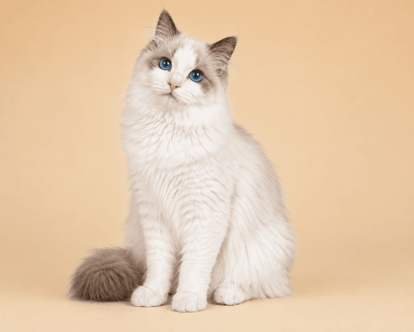 Kittenaround Luna, a Blue Bicolor Ragdoll