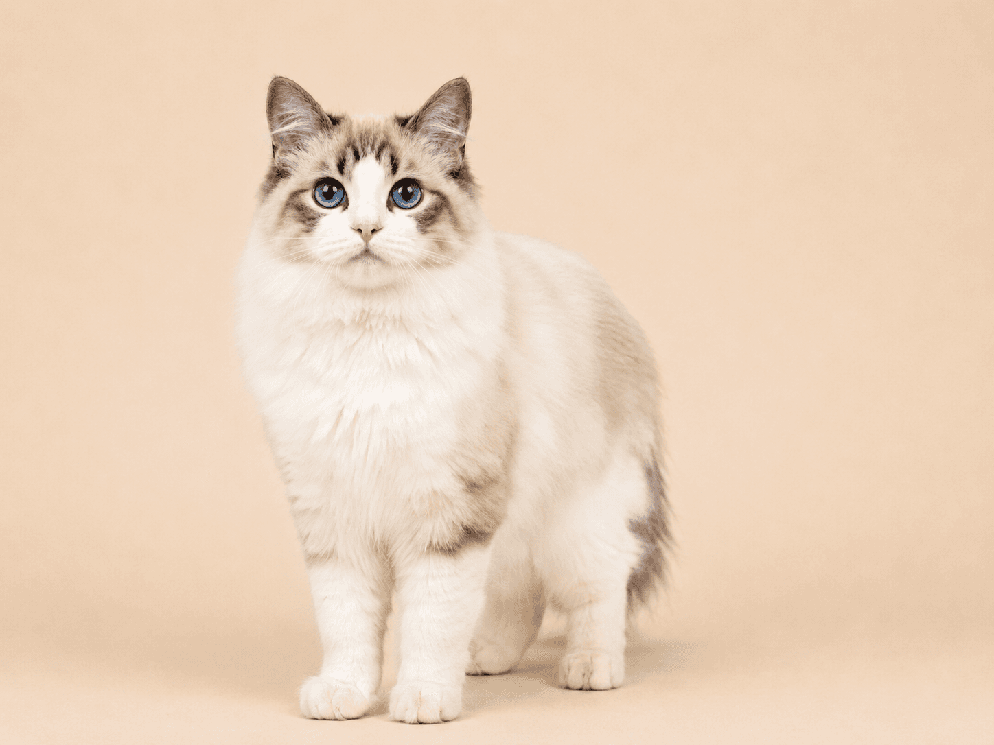 Kittenaround Winter's Samhain "Sammy", a Seal Lynx Bicolor Ragdoll
