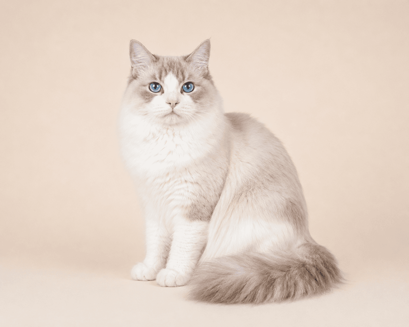 RW SGC Kittenaround Twilight Sparkle, a Blue Lynx Point Bicolor Ragdoll