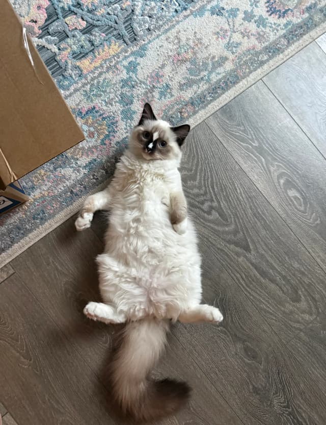 Attachment 1 from Ashton Starr