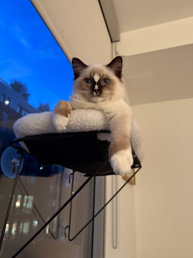 Attachment 4 from Ashton Starr