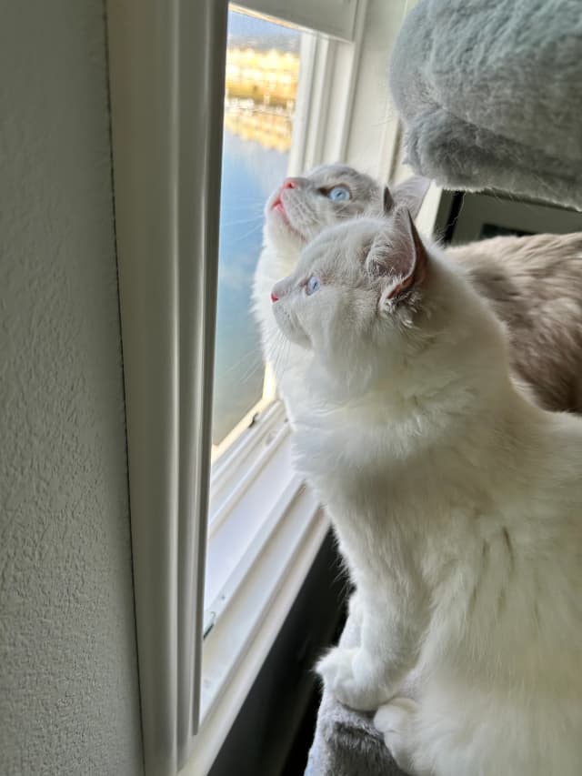 Attachment 1 from Kirsten Mead