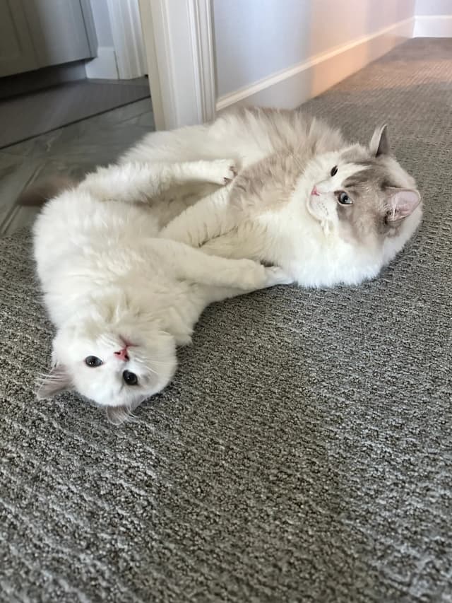 Attachment 2 from Kirsten Mead