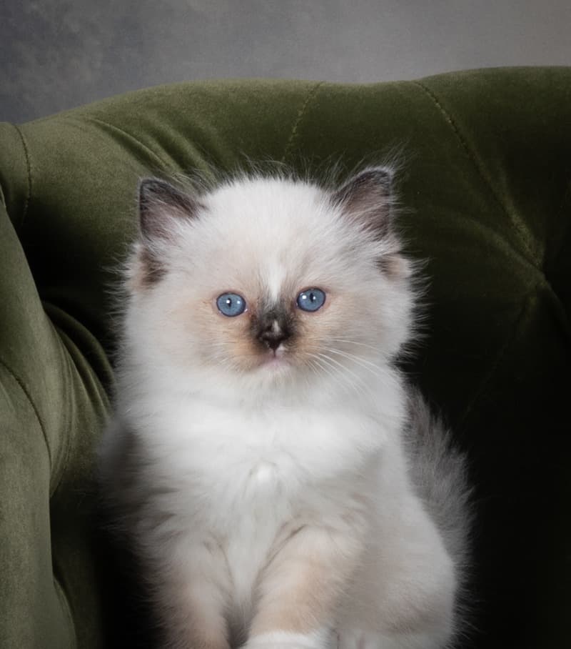 Ragdoll kitten from Kitten Around Ragdolls