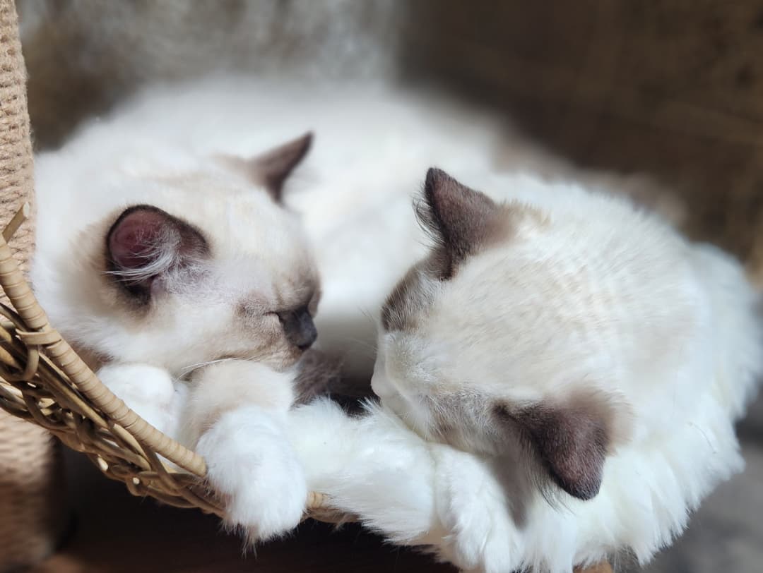 Blue-eyed Ragdoll kitten resting at Kitten Around Ragdolls in California